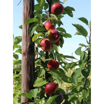 Jabłoń truskawkowa KATJA  z doniczki KOLUMNOWA